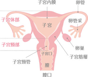 女性の生殖器（子宮）のイラスト